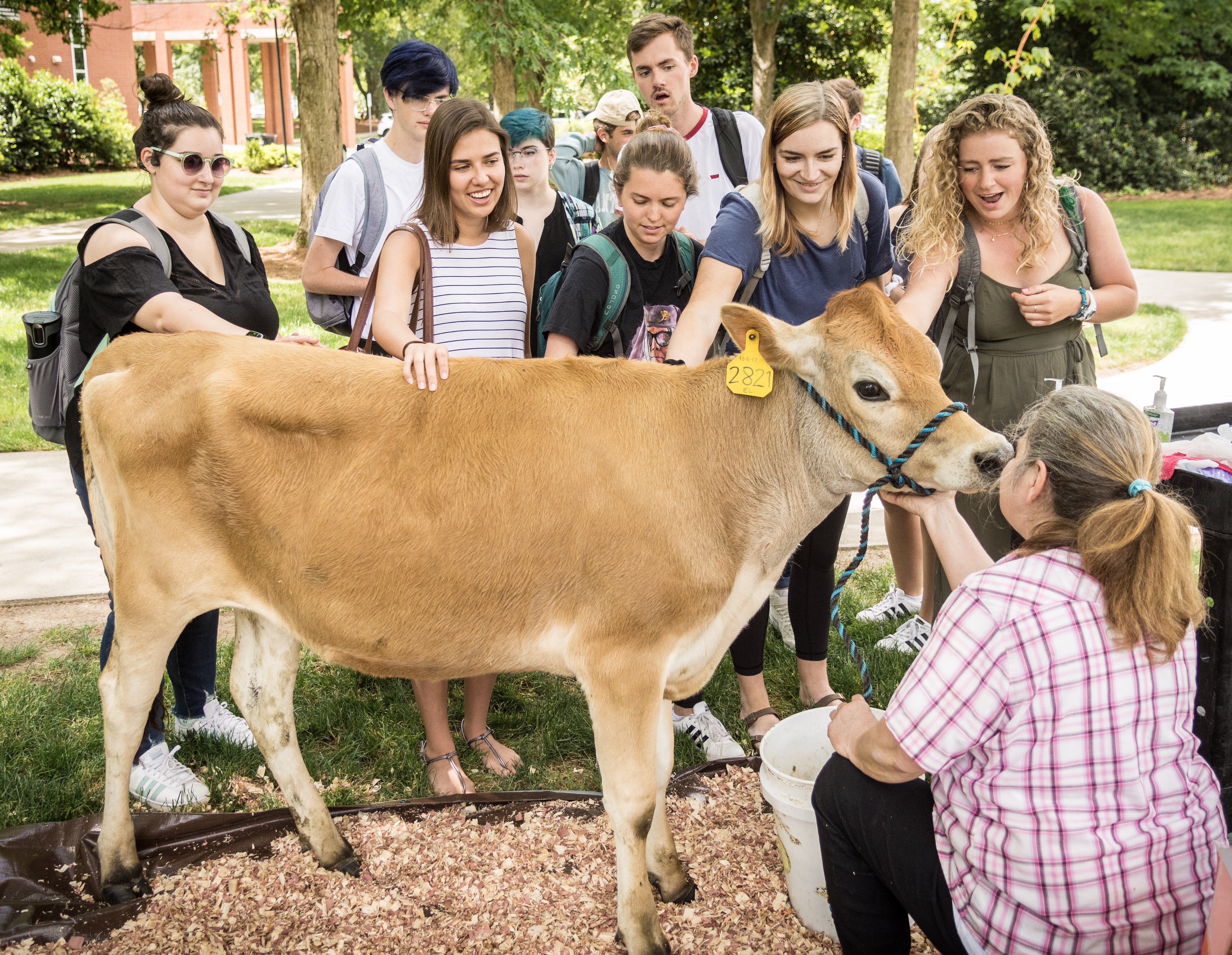 A 17-month-old calf visited Elon University as part of a pop-up event where students got to taste locally produced smoothies and yogurt, and also learned about dairy production.